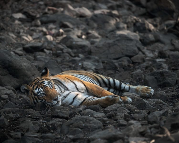 Tiger - Ranthambore